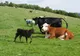 Zeci de primării din Sălaj, codaşe la amenajamentele pastorale