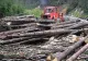 Peste 160 de dosare penale pentru infracțiuni în domeniul silvic