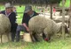 Astăzi la Pria: ''Măsurişul oilor'' - ediţia 53