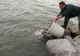 O tonă de pește, eliberată în lacul Vârșolț pentru repopulare