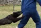 Doi bărbați, tată și fiu, mușcați de un câine. Animalul, asmuțit asupra victimelor chiar de stăpân