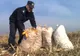Două femei din Păușa, prinse la furat de porumb