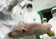 Noi focare de pestă porcină au fost confirmate în Sălaj