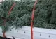 Sălăjean lăsat fără brazi de Crăciun, în Tășnad