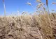 ”Legile Puterii”. România, lovită de SECETĂ ca-n `47! Ministrul Agriculturii, scenarii SUMBRE: ”Vom lua măsuri EXTREME”