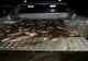 FOTO | Trei braconieri din Sălaj care au prins 300 de kilograme de pește au fost prinşi în flagrant