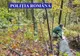 Tineri din Sălaj și Cluj cercetați după ce au tăiat mai mulți arbori de pe un teren privat