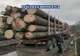 Trei sălăjeni amendaţi pentru transport de material lemnos fără documente legale
