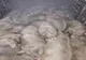 20 de porci au fost confiscaţi de reprezentanţii DSVSA Sălaj de la un şofer din Bistrița-Năsăud 