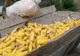 Bărbaţi din Jibou prinşi după ce au furat porumb de pe un teren agricol