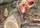 Bănuiţi de tăieri ilegale şi furt de arbori, identificaţi şi cercetaţi penal de poliţiştii sălăjeni