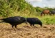 Pagube uriașe în agricultură. Ciorile devastează culturile 